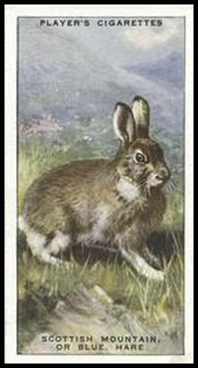 23 Scottish Mountain, or Blue, Hare